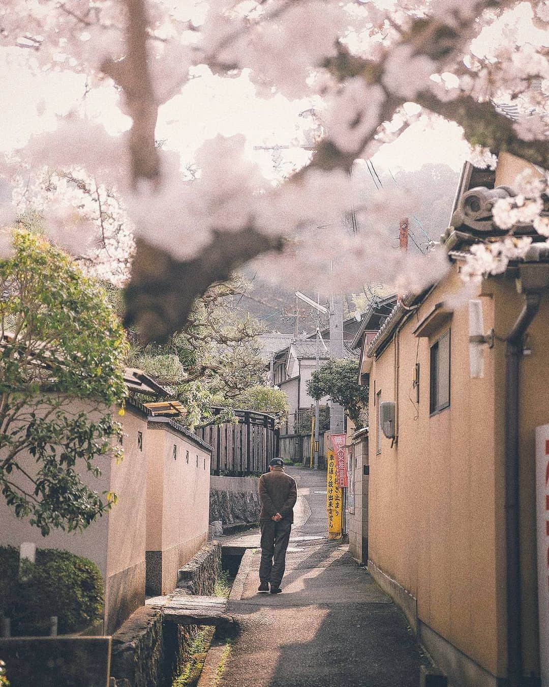 Berlin Tokyoさんのインスタグラム写真 - (Berlin TokyoInstagram)「In spring, the most beautiful moment is dawn. . . . #hellofrom #kyoto, #japan」4月23日 22時05分 - tokio_kid