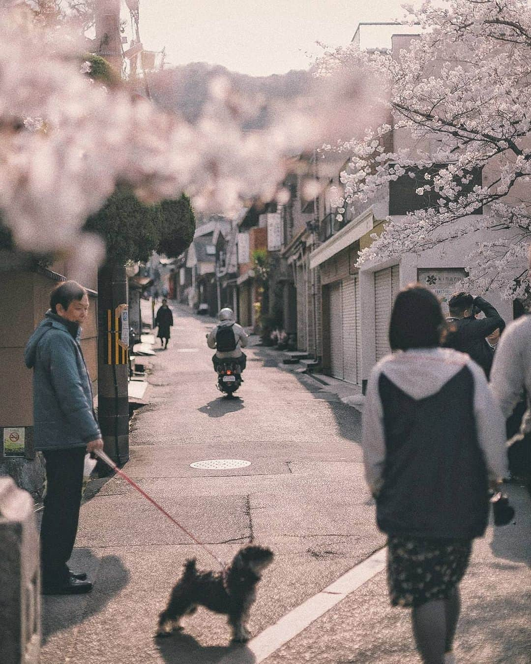 Berlin Tokyoさんのインスタグラム写真 - (Berlin TokyoInstagram)「In spring, the most beautiful moment is dawn. . . . #hellofrom #kyoto, #japan」4月23日 22時05分 - tokio_kid