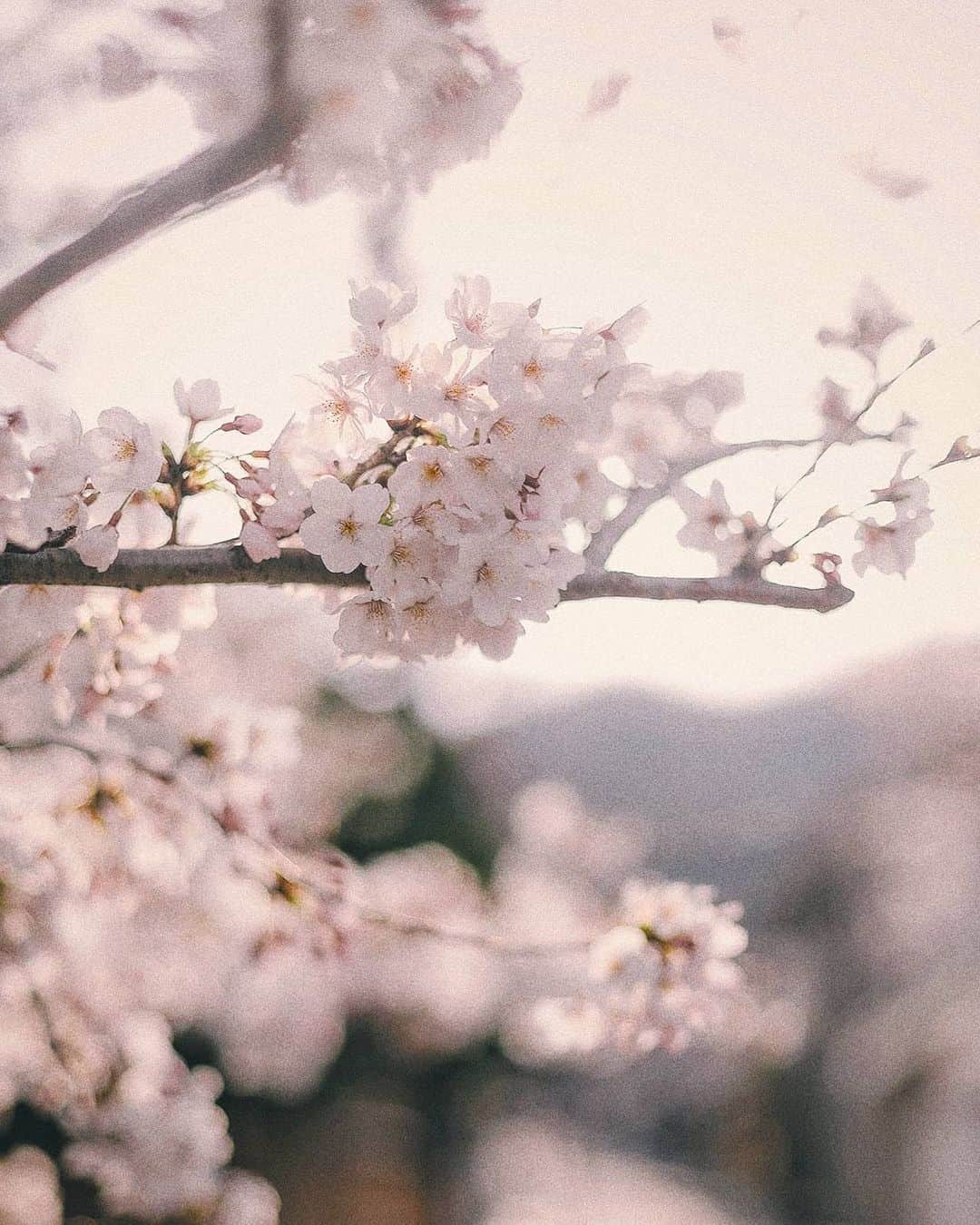 Berlin Tokyoさんのインスタグラム写真 - (Berlin TokyoInstagram)「In spring, the most beautiful moment is dawn. . . . #hellofrom #kyoto, #japan」4月23日 22時05分 - tokio_kid