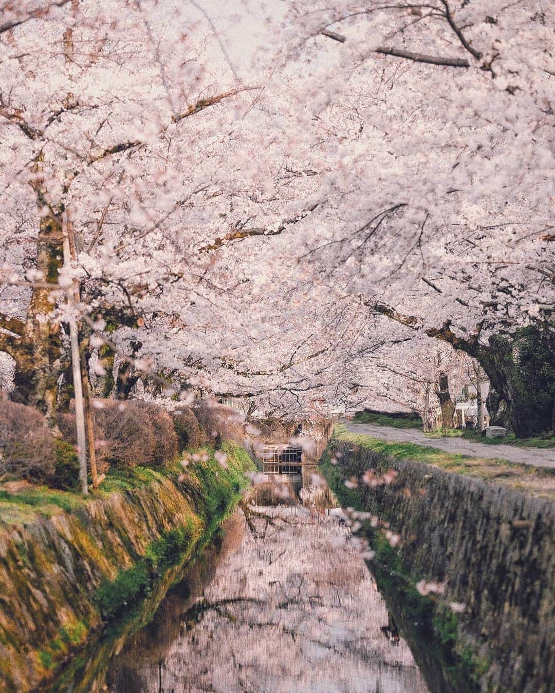 Berlin Tokyoのインスタグラム：「In spring, the most beautiful moment is dawn. . . . #hellofrom #kyoto, #japan」