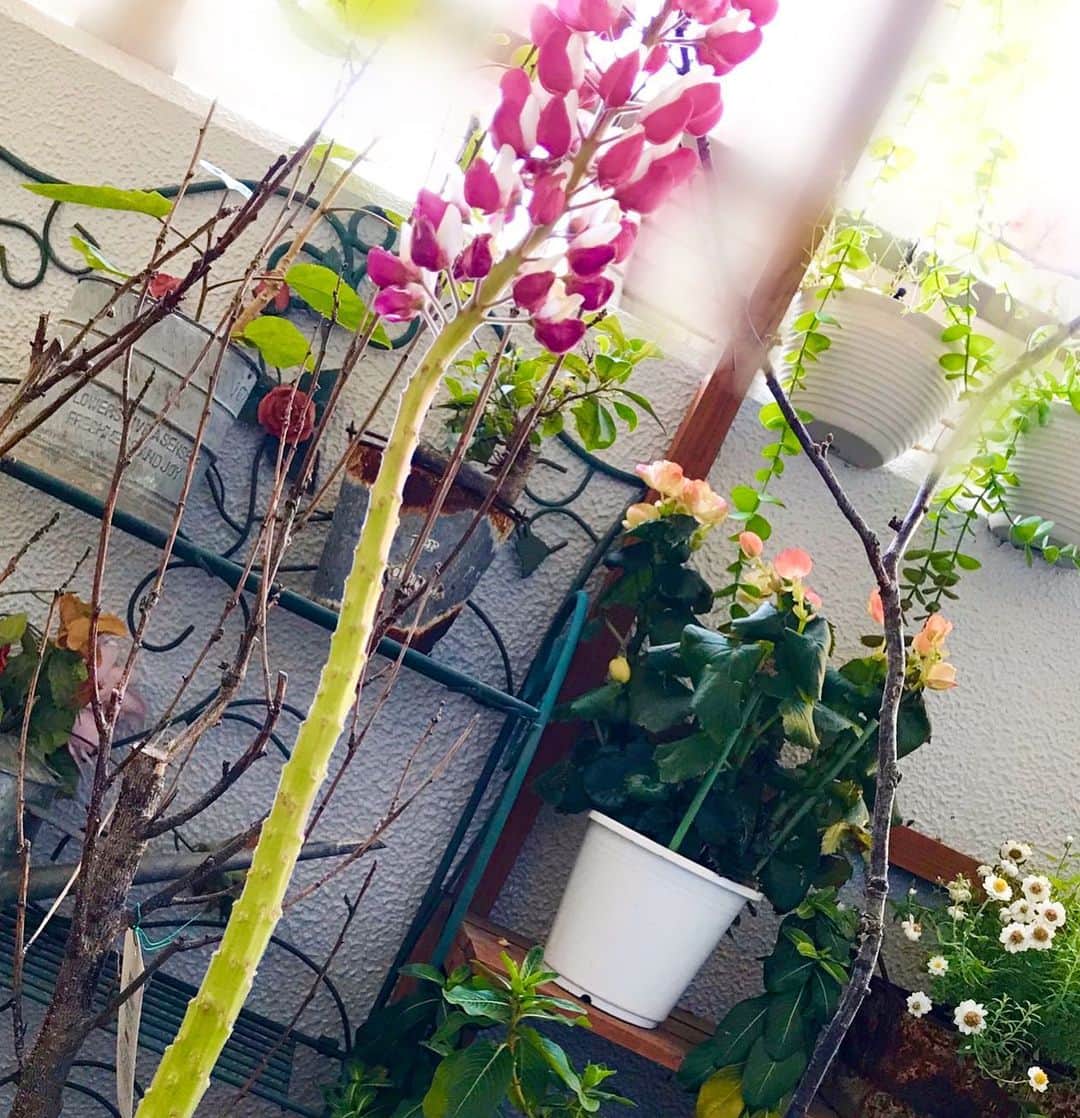 前野えまさんのインスタグラム写真 - (前野えまInstagram)「可愛いルピナスの花💐 「昇り藤」の異名を持つお花で、天に向かって伸びていくお花だそうです。 家にやってきてから2週間でこんなに伸びました！ 1〜2枚目が2週間前、3枚目が今朝のルピナスです！ ・ ・ #おはようございます #ピンクの花 #ルピナス #豆科 #花 #登り藤 #花言葉 #想像力 #いつも幸せ #貪欲 #ベランダガーデニング #お花好きな人と繋がりたい #前野えま  #goodmorning #pink #flower #verandah #gardening #lupine #imagination #alwayshappy #voraciousness #flowerstagram  #followme #tflers #actress #girl #photography #portrait #portraitphotography」4月24日 8時01分 - maeno_ema