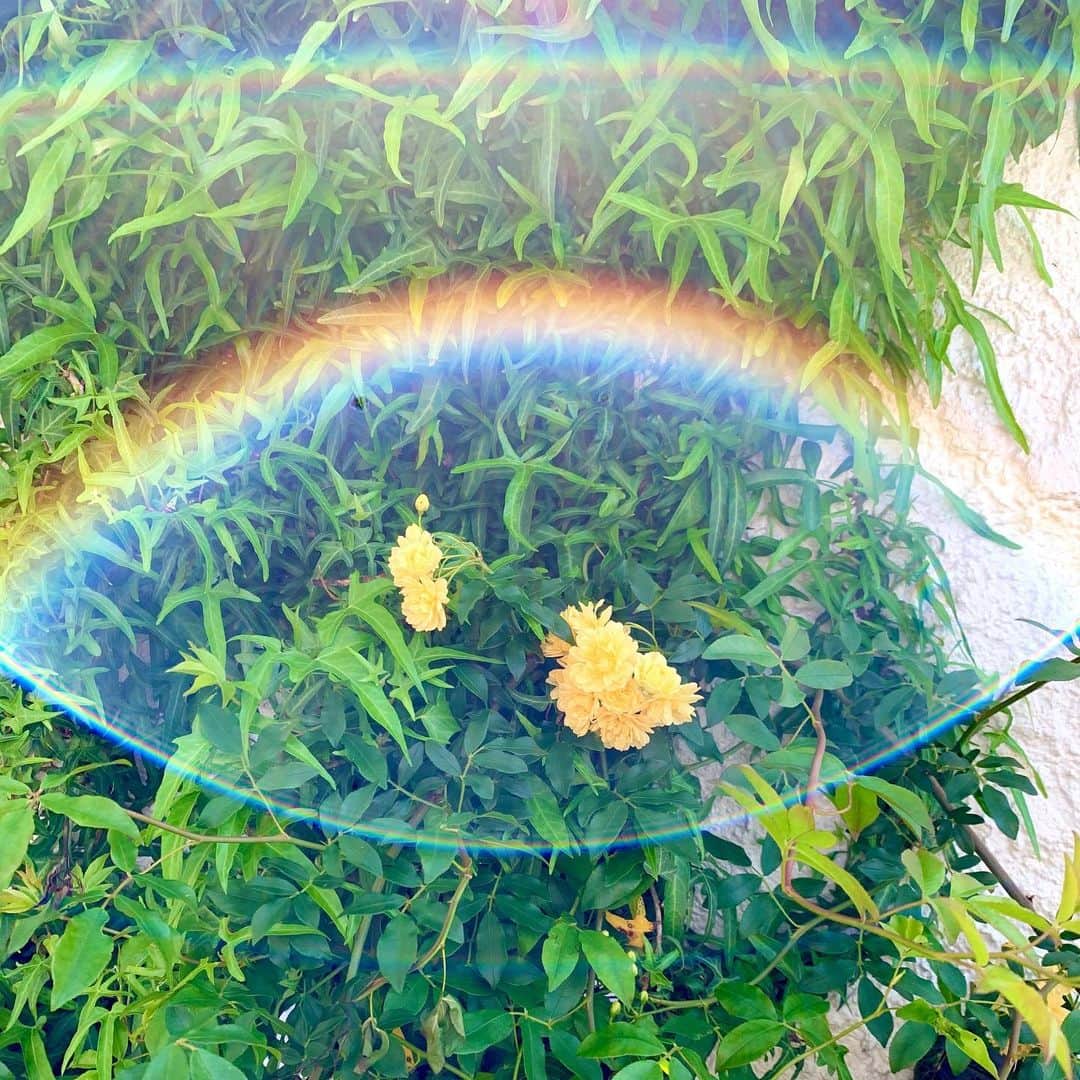 相川七瀬さんのインスタグラム写真 - (相川七瀬Instagram)「お庭で水やりをしてたら、お花に虹がかかった🌈思わず嬉しくて写真を撮りました。今日も元気で頑張ろう😊  #虹 #prayfortheworld」4月24日 8時42分 - nanasecat