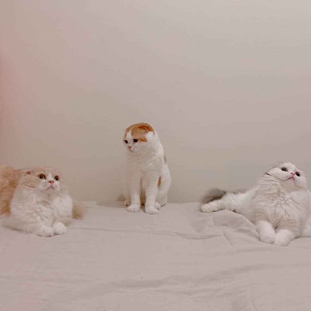 のんたさんのインスタグラム写真 - (のんたInstagram)「密にはならない我が家の猫たち😆 久しぶりの3ショット  #scottishfold #catstagram_japan #catsofinstagram #cats_of_instagram#catoftheday #ilovemycat #bestmeow #catlover #cutecat #kittensofinstagram #cute #スコティッシュフォールド」4月24日 0時25分 - utacci