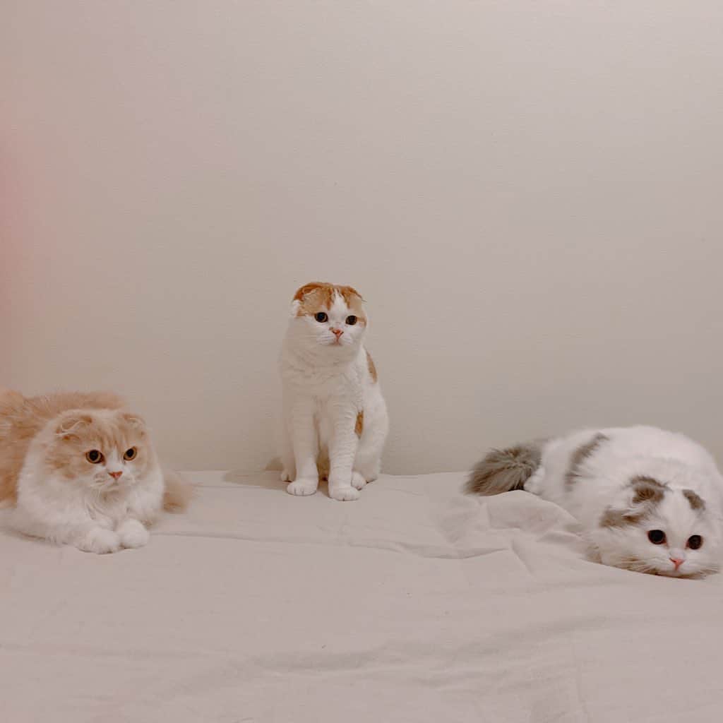 のんたさんのインスタグラム写真 - (のんたInstagram)「密にはならない我が家の猫たち😆 久しぶりの3ショット  #scottishfold #catstagram_japan #catsofinstagram #cats_of_instagram#catoftheday #ilovemycat #bestmeow #catlover #cutecat #kittensofinstagram #cute #スコティッシュフォールド」4月24日 0時25分 - utacci