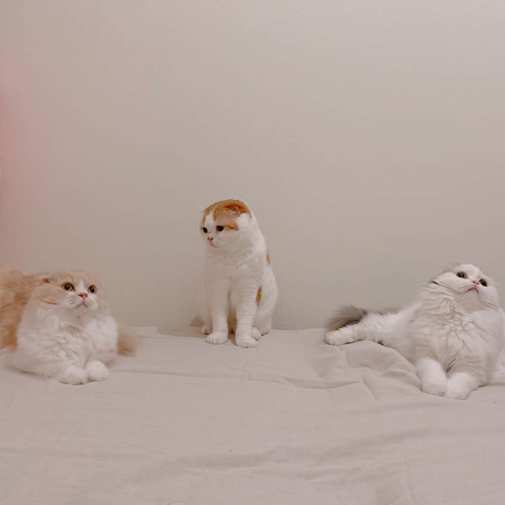 のんたのインスタグラム：「密にはならない我が家の猫たち😆 久しぶりの3ショット  #scottishfold #catstagram_japan #catsofinstagram #cats_of_instagram#catoftheday #ilovemycat #bestmeow #catlover #cutecat #kittensofinstagram #cute #スコティッシュフォールド」