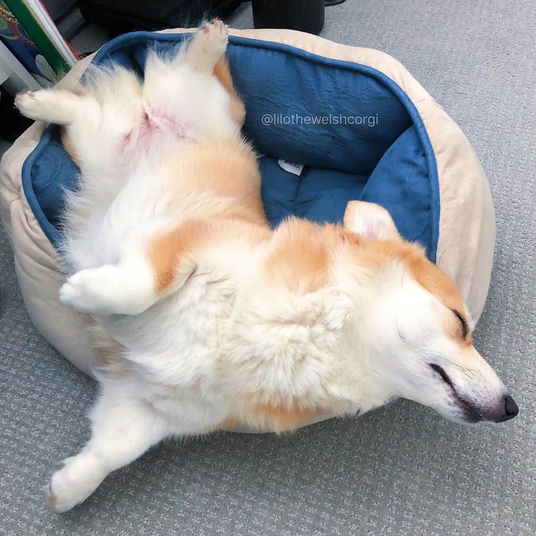 Liloさんのインスタグラム写真 - (LiloInstagram)「Day 6182: paint me like one of your french girls」4月24日 0時38分 - lilothewelshcorgi