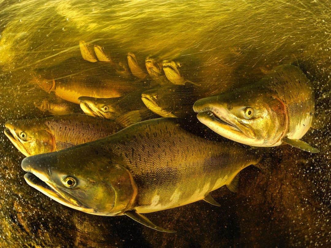 Thomas Peschakのインスタグラム：「ANIMALS BEING CRAP AT SOCIAL DISTANCING Part 5 // Wild Pacific salmon gather in tight groups below a waterfall before swimming upriver on their annual spawning migration. With my foot wedged in a crevice I was able to push my upper body into the current and get my underwater camera within a few inches of the salmon. @pacificwild #gitgaatterritory」