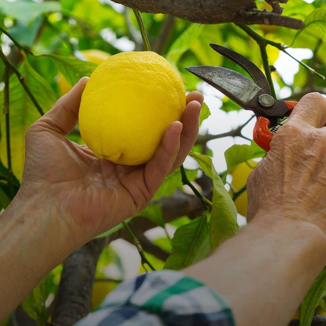 auchan_franceさんのインスタグラム写真 - (auchan_franceInstagram)「Juteux, savoureux, nos citrons sont cultivés dans le respect des plantes et des fruits. Nos producteurs continuent d’approvisionner nos magasins pendant cette période. 🍋 👩‍🌾 #citrus #lemon #citron #soutenonsnosproducteurs」4月24日 1時07分 - auchan_france