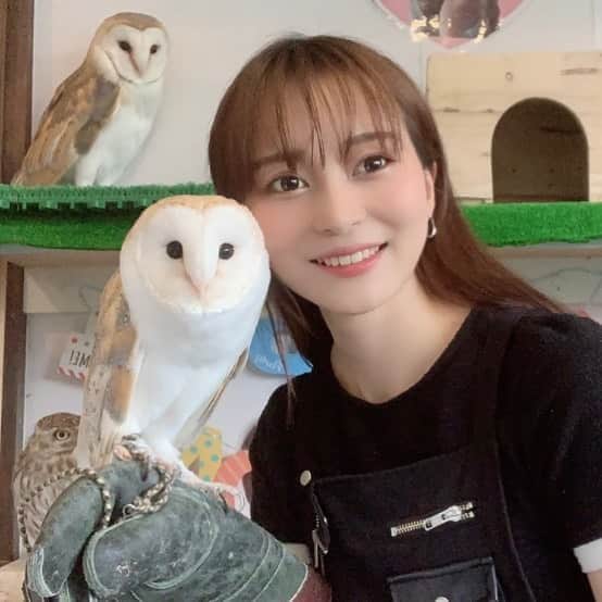 川和真奈美のインスタグラム：「Barn owl #ふくろう  #owl  #動物好きな人と繋がりたい」