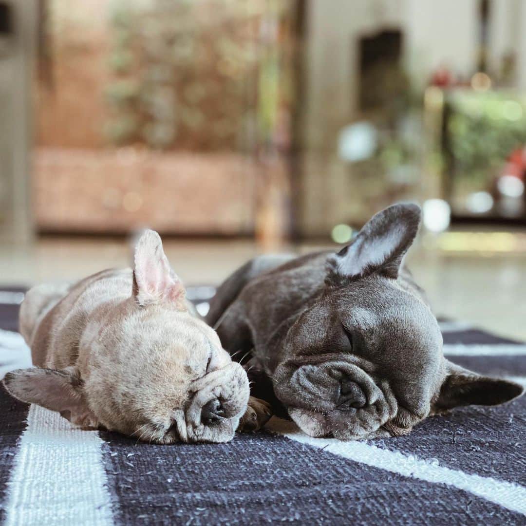 ジョアナ・サンスのインスタグラム：「No se imaginan las pilas que tienen esas dos😂 ahí, donde se las ve tan tranquilas...🧐 #bulldogfrances #blue #chanel #merle #fendi」