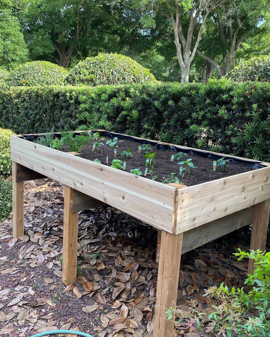 ポーラ・クリーマーさんのインスタグラム写真 - (ポーラ・クリーマーInstagram)「Our first vegetable garden is coming along!! Should we paint it?!? What do you think?? Thank you @shanekennedy13 for making this ❤️ #veggie #teamwork #quarantine #ididsomeofthecarpentry #shanehandledmostofit #garden #tomatoes #peppers #herbs #eggplant #cucumber #snappeas #begginers #ourfirstgarden #greenthumb」4月24日 2時56分 - paulacreamer1