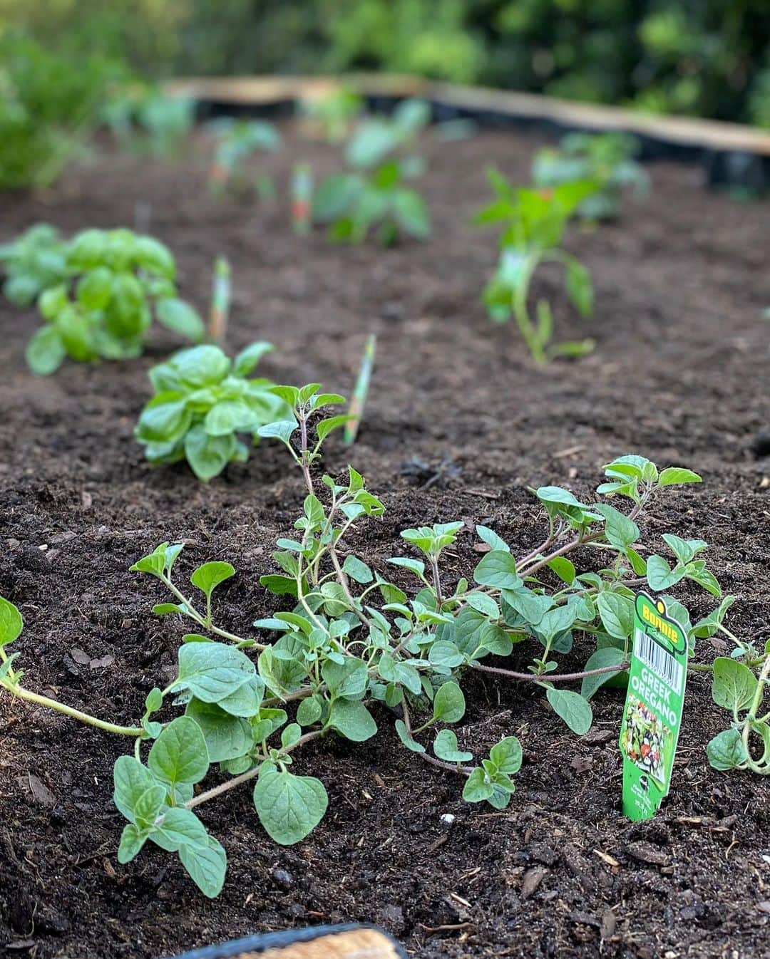 ポーラ・クリーマーさんのインスタグラム写真 - (ポーラ・クリーマーInstagram)「Our first vegetable garden is coming along!! Should we paint it?!? What do you think?? Thank you @shanekennedy13 for making this ❤️ #veggie #teamwork #quarantine #ididsomeofthecarpentry #shanehandledmostofit #garden #tomatoes #peppers #herbs #eggplant #cucumber #snappeas #begginers #ourfirstgarden #greenthumb」4月24日 2時56分 - paulacreamer1