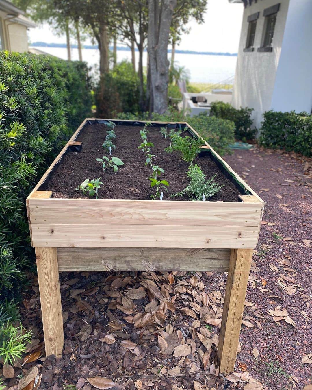 ポーラ・クリーマーさんのインスタグラム写真 - (ポーラ・クリーマーInstagram)「Our first vegetable garden is coming along!! Should we paint it?!? What do you think?? Thank you @shanekennedy13 for making this ❤️ #veggie #teamwork #quarantine #ididsomeofthecarpentry #shanehandledmostofit #garden #tomatoes #peppers #herbs #eggplant #cucumber #snappeas #begginers #ourfirstgarden #greenthumb」4月24日 2時56分 - paulacreamer1
