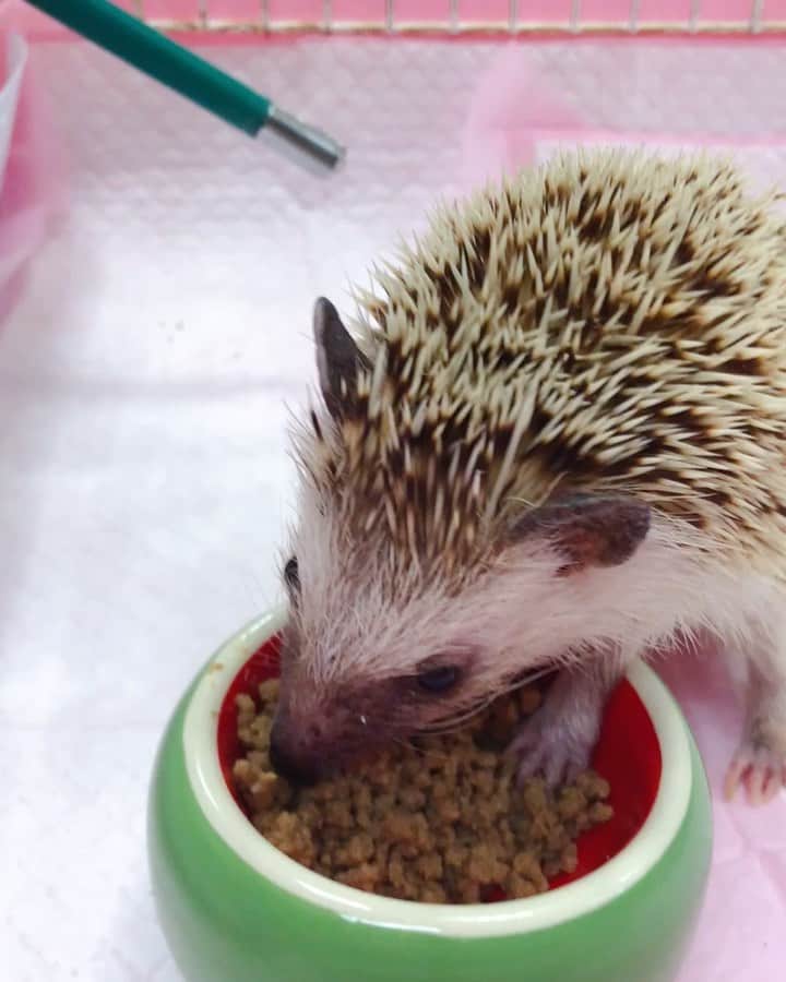 曹志イのインスタグラム：「原本很排斥🦔的我 最近因為牠生病開始慢慢跟牠接觸、照顧牠 開始接觸之後真的越來越喜歡 好療癒的小孩❤️ #花生」