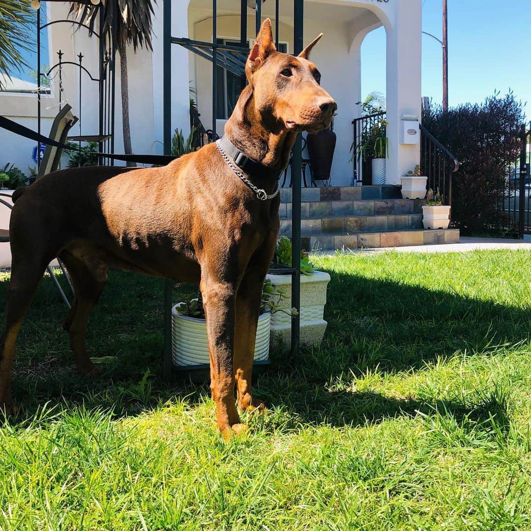Oprahnbooのインスタグラム：「Captain, always on duty. #guarddogonduty #guarddog #tag #share #lovedog」