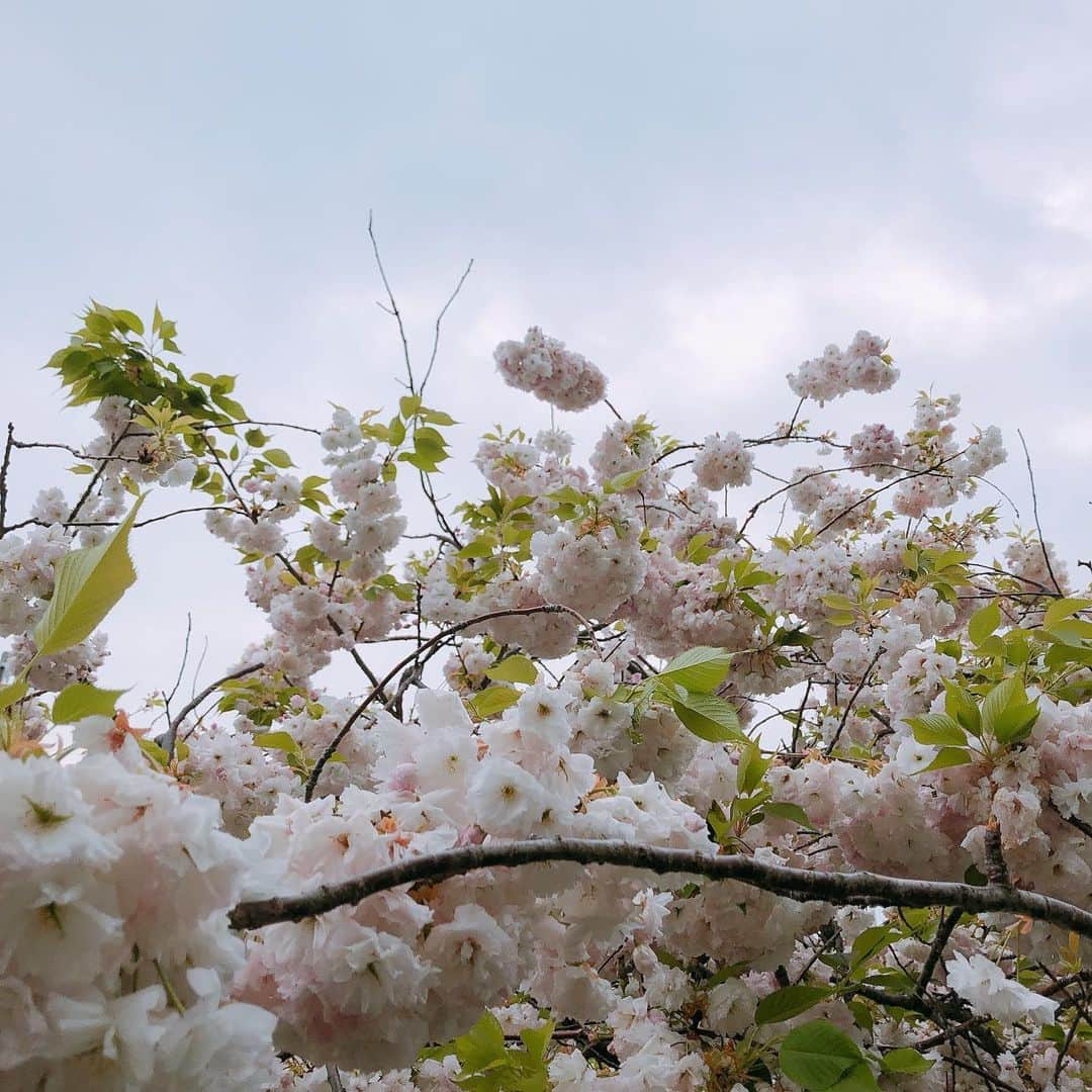 小泉エリのインスタグラム：「毎年こういうお団子桜を見るのが大好きです☺️ 今年はなかなか見る機会もなかったですが今はお家にいる時間を楽しみましょう♥️ 18時くらいからSHOWROOMします😊 今日も一緒に楽しみましょー❣️ お待ちしてまーす！ #吉本自宅劇場 #おうち時間」