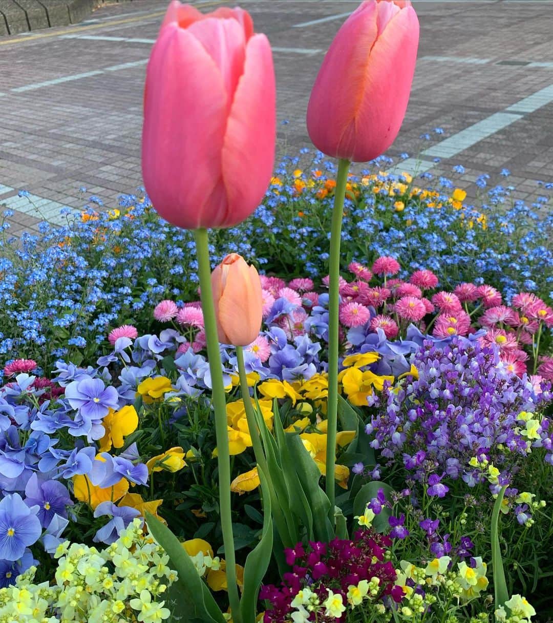 上田倫子さんのインスタグラム写真 - (上田倫子Instagram)「今日みた花たちは輝いていました。」4月24日 17時46分 - korinntonn