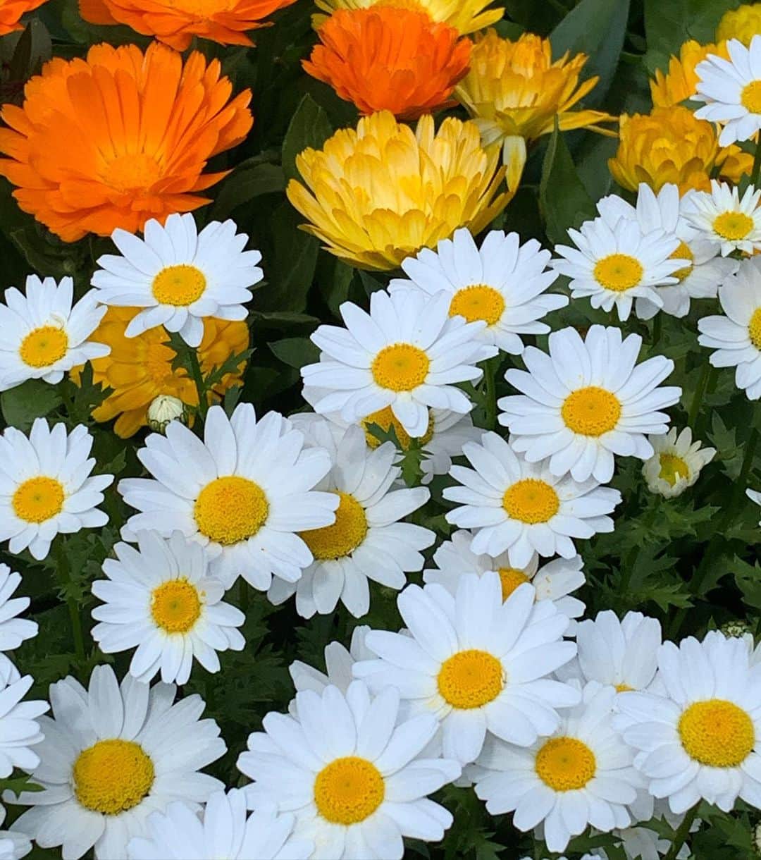 上田倫子のインスタグラム：「今日みた花たちは輝いていました。」