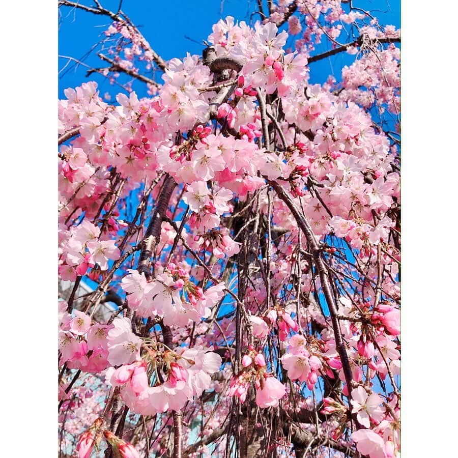 平成医療福祉グループさんのインスタグラム写真 - (平成医療福祉グループInstagram)「いつものようにお花見ができないこの春ですが、グループ施設・病院に咲いた桜でお花見しませんか🌸 --- 期間限定企画 「HMWお花見紀行」 第3回【淡路エリアの病院・施設】 --- 今回は、兵庫県の淡路島にある当グループの病院・施設の桜をご紹介します😉 -- 【写真①②平成病院】 病院前に咲いた満開の桜🏥通勤のスタッフや来院される患者さんの癒しとなっています✨ -- 【写真③④平成クラブ】 平成病院に隣接する平成クラブの前でも満開の桜が🌸今年は叶いませんでしたが、来年はお花見をしたいですね🍡 -- 【写真⑤⑥⑦東浦エルベ】 中庭に咲いた桜が見頃でした🤗利用者さんも「きれい！」と喜んで眺めていたそうです👀 -- 【写真⑧⑨⑩南淡路病院】 こちらで見頃を迎えていたのは枝垂れ桜🌸ソメイヨシノよりも少し早く満開を迎えていました👏 --- #平成医療福祉グループ #HMW #お花見紀行 #絶対に見捨てない #医療 #福祉 #平成病院 #平成クラブ #東浦エルベ #南淡路病院 #南あわじ市 #淡路市 #リハビリテーション #病院 #チーム医療 #慢性期 #回復期 #介護老人保健施設 #軽費老人ホーム #お花見 #インスタ花見 #おうち花見 #おうちで花見 #自宅待機を楽しもう #おうち時間 #家にいよう #stayhome #コロナに負けるな #春ですね #淡路島の春🌸」4月24日 17時58分 - hmw_group