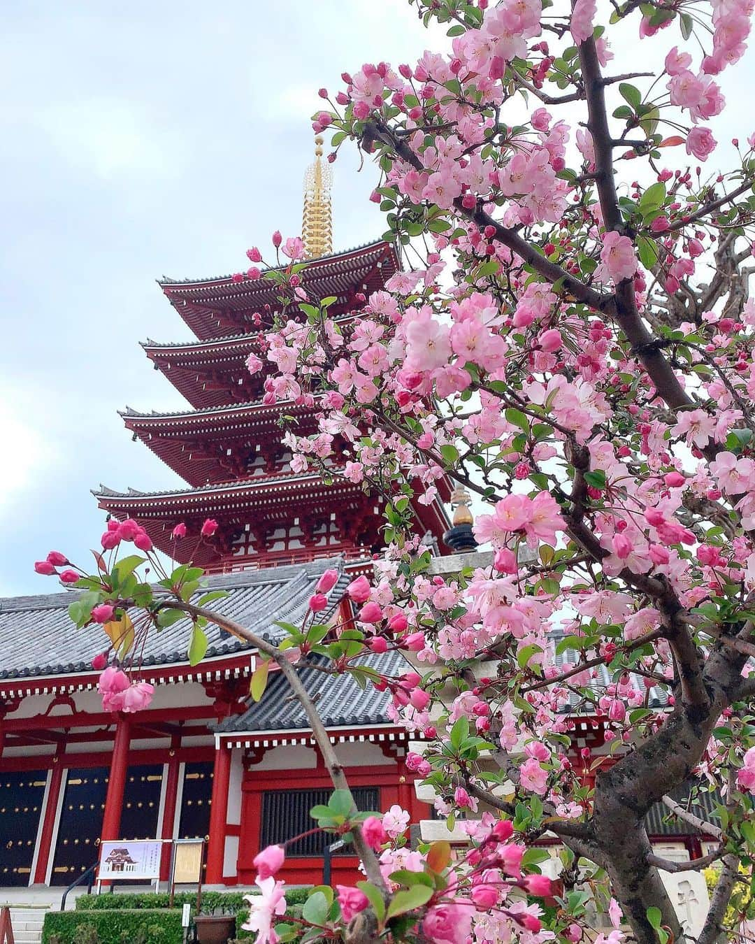 宮田綾子さんのインスタグラム写真 - (宮田綾子Instagram)「⁑ 2020.3月 桜🌸  #浅草寺 #浅草 #雷門 #五重塔 #桜 #サクラ #さくら #sakura #sakura2020 #asakusa #asakusatemple #asakusatokyo #tokyo #tokyojapan #3月 #tb #過去pic #japanlove #japanoninsta #japan_of_insta #wonderful_places #genic_japan #japan_photo #flower #flowerstagram #flowerslovers #pink #cherryblossoms #🌸 #🌸🌸🌸」4月24日 18時11分 - ayako__miyata