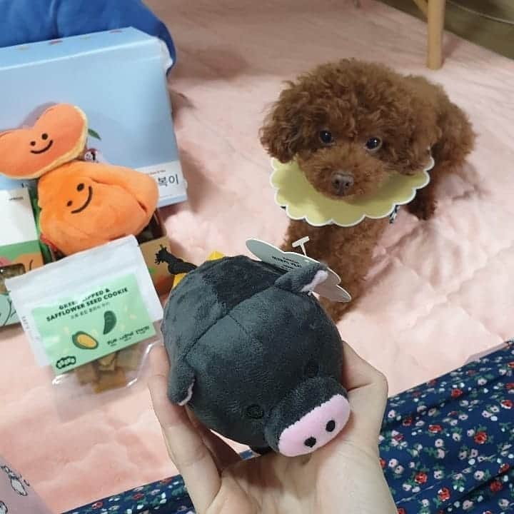 ノ・ウルさんのインスタグラム写真 - (ノ・ウルInstagram)「우리 행보기 흑돼지한테 빠져써?🐶🐷💕 행복이 너가 좋으면 주인들도 좋다😍 . #반려견 #견스타그램 #행복이 #장난감 #베이컨박스 #한라봉노즈워크토이 #오구오구예뻐라 #행복아행복하자」4月24日 18時09分 - noh.eul_89