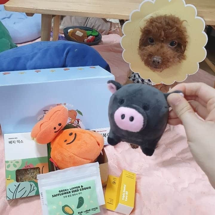 ノ・ウルさんのインスタグラム写真 - (ノ・ウルInstagram)「우리 행보기 흑돼지한테 빠져써?🐶🐷💕 행복이 너가 좋으면 주인들도 좋다😍 . #반려견 #견스타그램 #행복이 #장난감 #베이컨박스 #한라봉노즈워크토이 #오구오구예뻐라 #행복아행복하자」4月24日 18時09分 - noh.eul_89