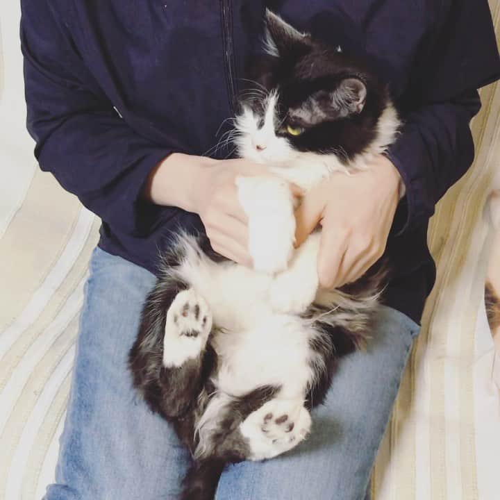 もじゃころのインスタグラム：「坂東全然大きくならない…心配…クマの赤ちゃんより小さい…ちゃんと身長170cmまで伸びるか心配だよ坂東…  #坂東玉隠しシャシャ丸  #あいちゃんの膝の上」