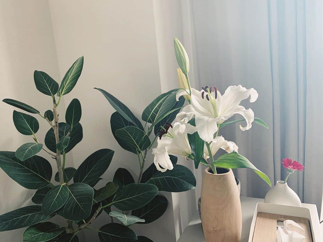 わちみなみのインスタグラム：「カサブランカ🙏😊 #カサブランカ #ゆり　#花のある暮らし」