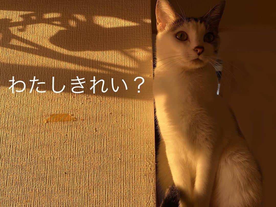 飯窪春菜のインスタグラム：「🐈👏🏻💮 ・ ・ 昨日の大喜利、私の独断と偏見で良いなと思ったものをご紹介します！笑 写真にテキスト入れてみました☺️👏🏻 ・ またやりますね！ ・ ・ ・ #大喜利  #猫のいる暮らし  #cat  #catstagram  #みーこ #はるなの毎日  #飯窪ってる」