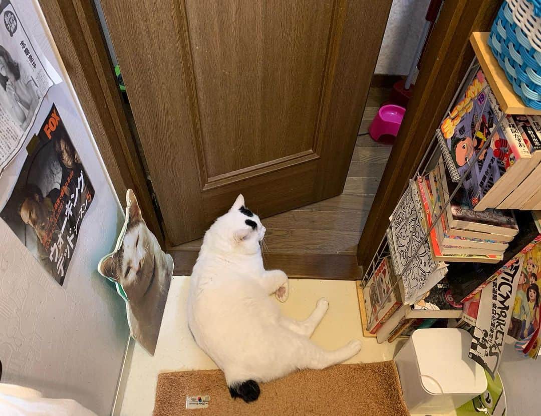 Kachimo Yoshimatsuさんのインスタグラム写真 - (Kachimo YoshimatsuInstagram)「トイレまでもついてくる。 #うちの猫ら #nanakuro #猫 #ねこ #cat #ネコ #catstagram #stayhome #ネコ部 http://kachimo.exblog.jp」4月24日 9時51分 - kachimo