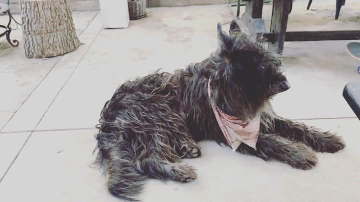 カイル・ガルナーのインスタグラム：「Slow motion+muppet werewolf+wind= majestic AF.」