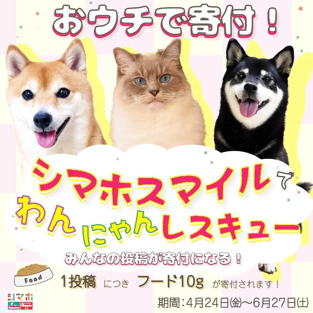 しるこさんのインスタグラム写真 - (しるこInstagram)「2020.4.24 新しいキャンペーンのお知らせですにゃ📣😺 . 今日から「シマホスマイルでわんにゃんレスキュー」が始まりましたよ😻  お家の可愛いペットのスマイル写真を投稿すると 1投稿につき10gのペットフードを保護団体【ねこかつ】さんへ寄付されます✨ さらに投稿してくれた方の中から抽選でペットグッズやシマホの商品券が当たるチャンスも😻  期間　2020年4月24日(金)〜2020年6月27日(土)  期間中、何度でも投稿できますよ😽  @wannyanrescue をフォロー #シマホスマイル  とハッシュタグをつけて笑顔写真をジャンジャン投稿してね😽💕 . 詳しくはこちらを↓ https://shimahopet.com/wannyanrescue/  プロフィールからも飛べますにゃ✈️ . #シマホスマイル #シマホ #島忠 #無敵の親バカ同盟 #サンデイ #ねこ#猫#neko#cat#cats#ラグドール#ragdoll#ragdollcat#ragdollcats#ラグドールしるこ#0424ちるちる」4月24日 9時59分 - shirukotan