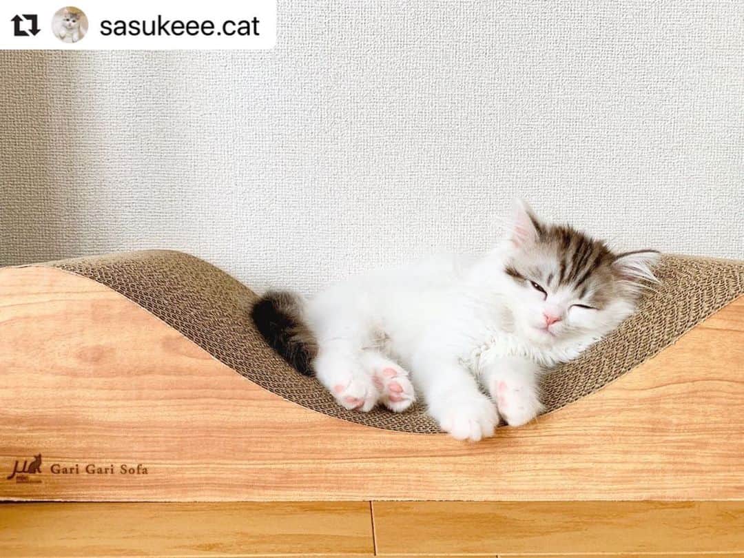 ねこさんのインスタグラム写真 - (ねこInstagram)「【#ねこは人を笑顔にする】❣️ 小さい頃からお気に入りの場所は変わらないっ😍🤟🏻✨ @sasukeee.cat さん、どうもありがとう🏃‍♂️💕 #Repost @sasukeee.cat with @make_repost ・・・ . ここずっとお気に入り . . 2ヶ月のころ➡︎今 だいたいここかキャットタワーの上でお昼寝しますが 夜はきちんとケージのハンモックに 自分から行くお利口さん👏🏻 . . .  #猫#ねこ#ネコ#ミヌエット#ミヌエット子猫#にゃんすたぐらむ#ねこと暮らす#子猫#こねこ#NEKOくらぶ#ふわもこ部#ペコねこ部#ねこのきもち#猫初心者#朝ワンコ夕ニャンコ#猫ねこ部にゃんすたぐらまーに参加#ねこは人を笑顔にする #nekoclub#sippo#nyancon01#cat#kitten#minuet#instacat#catstagram」4月24日 10時29分 - neko_magazine