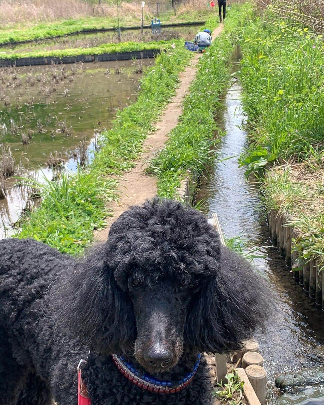 佐藤東弥のインスタグラム：「畦道と魔犬」