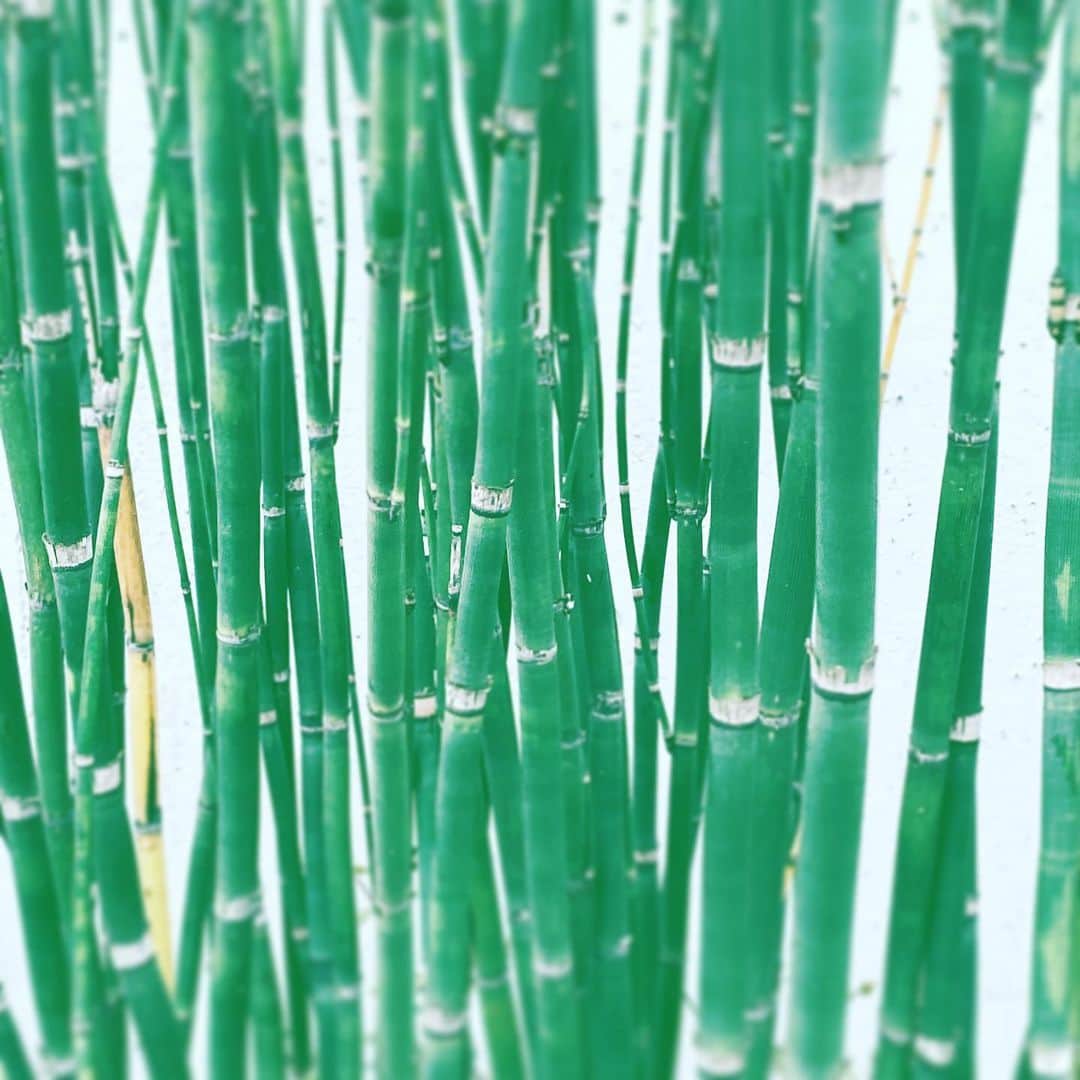 中野敬久さんのインスタグラム写真 - (中野敬久Instagram)「#leaves #lines #green #not #bamboo #thenwhat #hope」4月24日 11時09分 - hirohisanakano