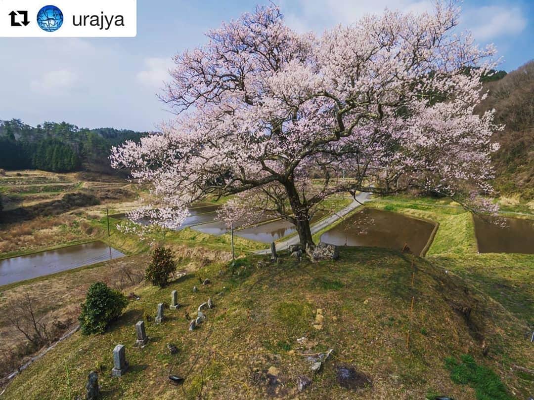 Bi Rod by Lumica.のインスタグラム：「#Repost @urajya with @get_repost ・・・ 桜目線👀  周りを囲む田んぼには 水が張ってあります  お約束のリフレクションは 風が収まらず諦め😭  撮影場所/神石高原町 2020.4.8  #神宮寺跡のエドヒガン  #birod」
