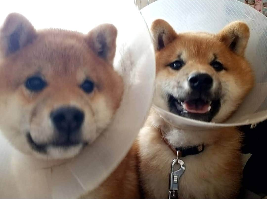 柴犬たま Shibainu Tamaのインスタグラム