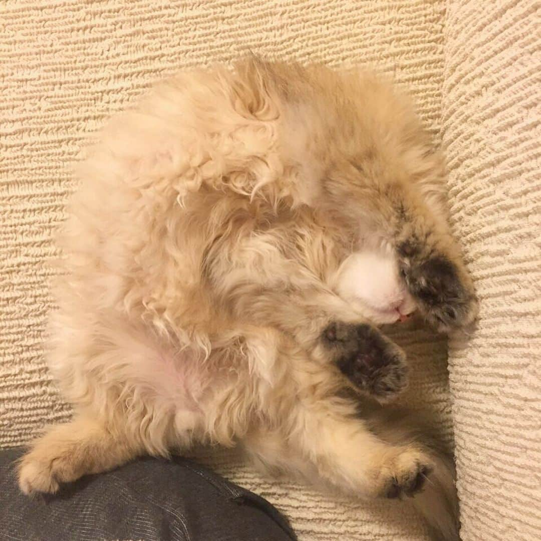 manami☺︎satoさんのインスタグラム写真 - (manami☺︎satoInstagram)「* 今日もストレッチストレッチ～🐾 * ベビきな編ฅ^•ω•^ฅ🍼💚 #babycat * #lovewins#チンチラゴールデン#エキゾチックロングヘア#猫#ねこ#ペットインフルエンサー#にゃんすたぐらむ#猫好きな人と繋がりたい#にゃんだふるらいふ냥스타그램 #ねこのきもち#냥스타그램#猫咪#kot#koty#GATTO #KATZE#BERI #catoftheday#cat#cats#instacat#catstagram#catsofinstagram#persian#chinchillacat#exoticlonghair#catloversclub」4月24日 13時00分 - fuwari_kinaco