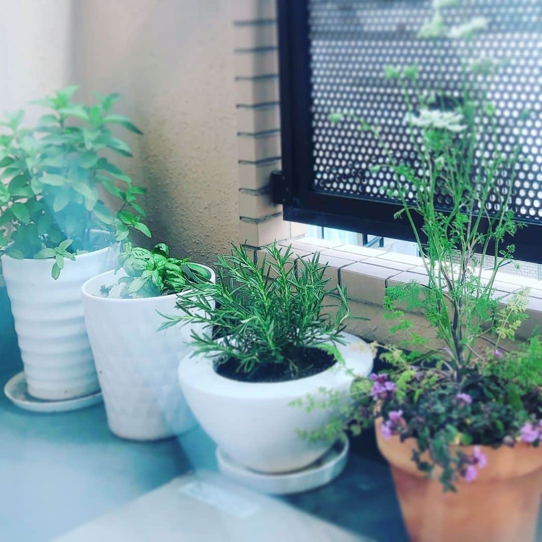 LOVEのインスタグラム：「ミント、バジル、ローズマリー、なんか可愛いやつ🌱  #おうち時間 #sunbathing  #vitaminD」