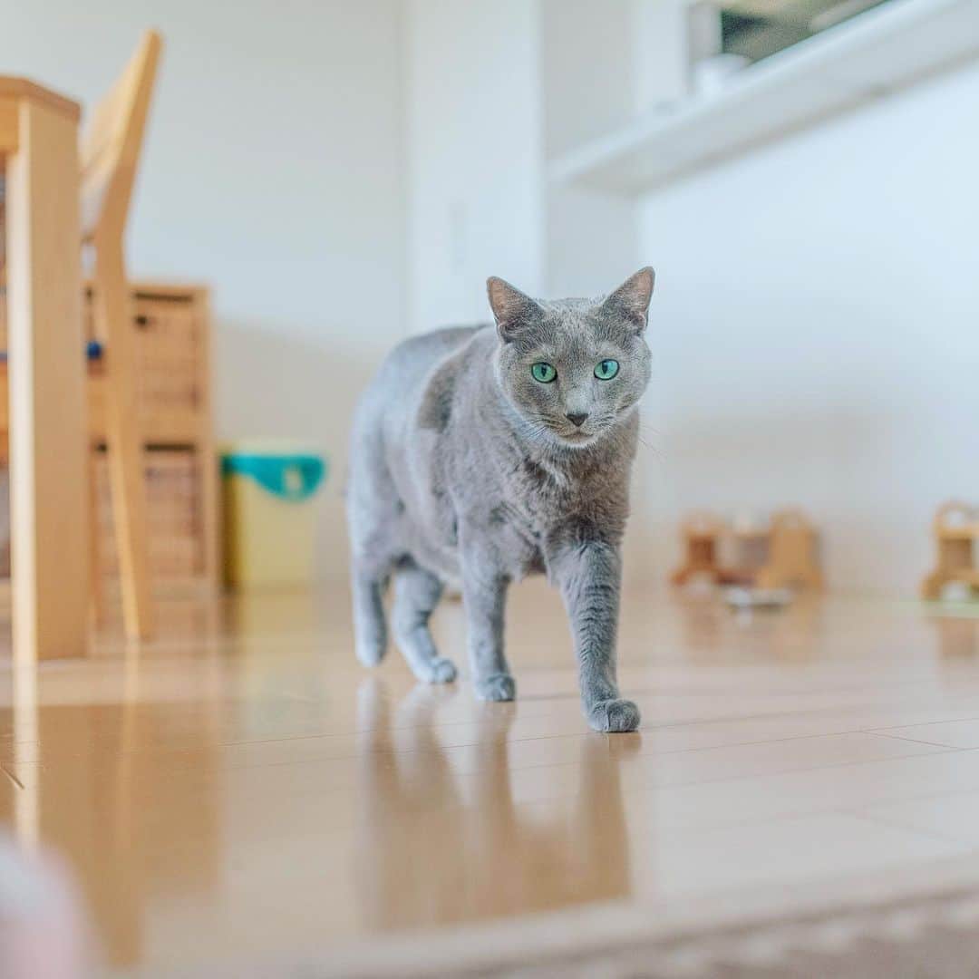 のインスタグラム：「あ、どうも、こてつです🐾✨😺-(kote) .  お家の中は毎日平和にゃす。飼主がバシバシキーボード💻を叩く音にも慣れましたにゃ。 あずみはちょっと煩そうにゃす。 . #うちで過ごそう  #stayhome . . #cat #russianblue #猫 #ねこ #ロシアンブルー #chat  #gato #greycat  #greeneyes #emeraldeyes #ふわもこ部 #にゃんすたぐらむ  #みんねこ  #INSTACAT_MEOWS #catstocker #meowsandwoofs #excellent_cats #meowvswoof #catsofworld #TopCatPhoto  #cutepetclub #IgAnimal_Snaps #cat_features #bestmeow #petoftoday」