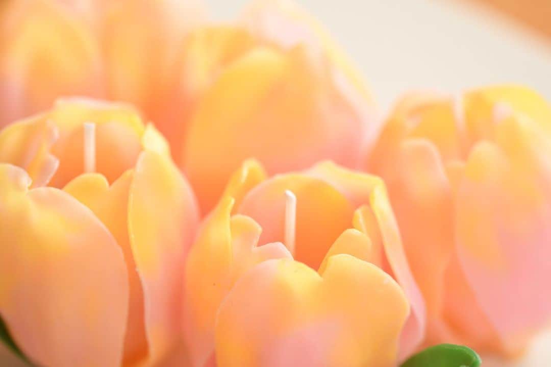 かっぱさんのインスタグラム写真 - (かっぱInstagram)「. . . ミツロウワックスで、チューリップのキャンドルを作ってみました🌷 火を灯すと、花びらが透けて綺麗です☺️ . . . #チューリップ #マンゴーチャーム #チューリップキャンドル #キャンドル #フラワーキャンドル #手作りキャンドル #ミツロウワックス #ミツロウ #蜜蝋 #手作り #ハンドメイド #tulips #candle #diycraft #diy #handmade #flowercandle」4月24日 13時48分 - kappa_83