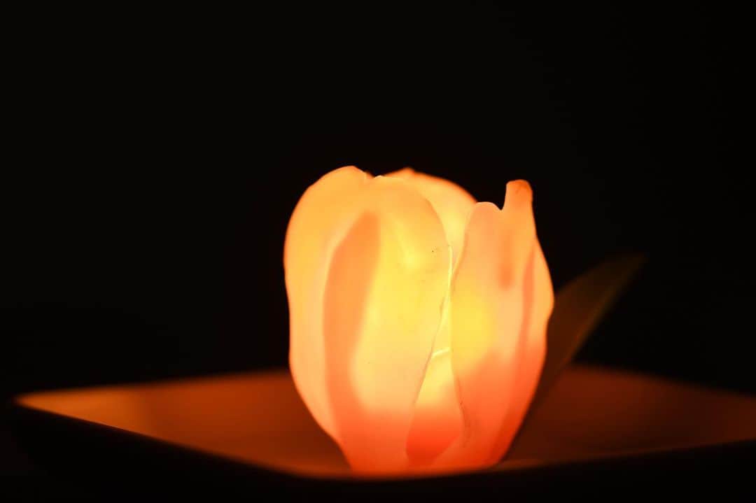 かっぱさんのインスタグラム写真 - (かっぱInstagram)「. . . ミツロウワックスで、チューリップのキャンドルを作ってみました🌷 火を灯すと、花びらが透けて綺麗です☺️ . . . #チューリップ #マンゴーチャーム #チューリップキャンドル #キャンドル #フラワーキャンドル #手作りキャンドル #ミツロウワックス #ミツロウ #蜜蝋 #手作り #ハンドメイド #tulips #candle #diycraft #diy #handmade #flowercandle」4月24日 13時48分 - kappa_83