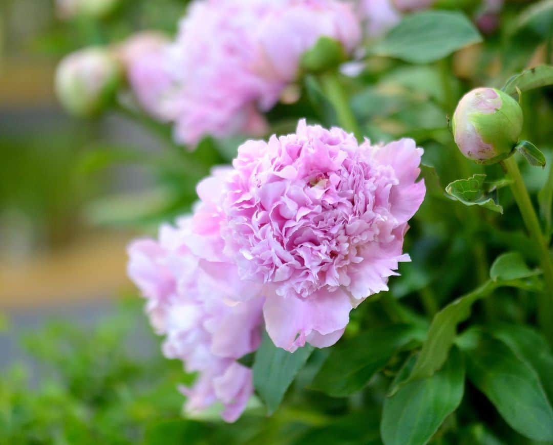 AOYAMA_HANAMOのインスタグラム：「青山花茂本店では初夏の花、芍薬（シャクヤク）を使ったフラワーギフトの販売を開始しています。芍薬のお取り扱いは6月中旬頃まで。ぜひ時期を逃さず、旬の花をお楽しみください。 ・ 新型コロナウイルス拡大防止のため、店舗は当面の間、閉店とさせていただいていますが、オンラインストアやお電話では通常通りご注文を受付ています。 オンラインストアでのご注文：24時間 お電話でのご注文：10時～16時の間 ・ 外出自粛が要請される中、少しでも癒しを。フレッシュなフラワーをお部屋に飾ってみませんか？植物があると空間が華やぐだけでなく、気持ちが明るく元気になれます。 アレンジメントや花束など、ご自宅まで宅配便でお届けが可能です。ぜひご利用ください。 ・ 芍薬を使ったフラワーギフト一覧 https://www.aoyamahanamohonten.jp/fs/hanamo/c/peony - - - #aoyamahanamo #flowers #flowershop #florist #instaflower #flowergram #flowerstagram #flowerlovers #花 #花屋 #生花店 #フラワー #ザ花部 #花のある暮らし #花のある生活 #花好きな人と繋がりたい #青山花茂 #芍薬 #シャクヤク #ピオニー #peony #earlysummer #フラワーギフト #flowergift」
