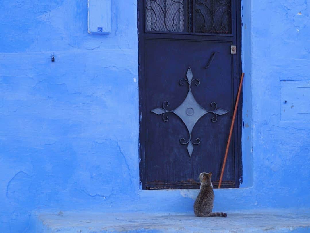 小野木里奈さんのインスタグラム写真 - (小野木里奈Instagram)「_ モロッコの街は歩いてるだけで楽しい💙 そしてどの街も扉がすごくかわいいのです🤗 . 気づいたらカメラの中身、半分は扉シリーズ✨ . . . #モロッコ #シャウエン #青い街 #青の世界 #モロッコ旅行 #いつかの写真 #いつかの#モロッコ旅行 #モロッコ旅 #シェフシャウエン #旅行好きな人と繋がりたい #女子旅 #タビジョ #北アフリカ #アフリカ旅行 #旧市街 #メディナ #タビスタグラム #青の街 #コロナで気が滅入るからみんなの写真で旅行しようぜ #travel #travelphotography #morocco #moroccotravel #morocco🇲🇦 #moroccotrip #moroccophotography #chaouen #chaouen💙 #chafchaouen #chaouencity」4月24日 14時39分 - rina_onogi