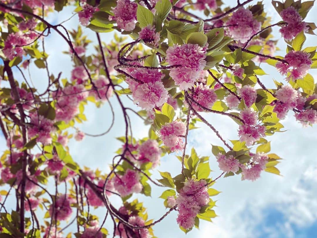 安藤裕子さんのインスタグラム写真 - (安藤裕子Instagram)「なんだか雷雨になるみたい 今のうちに小弥太とおちびの運動がてら散歩にと歩いていたら里桜の花弁がひらひらと  ずーっとキャッチするまで待たされました  いい運動 わたしも思う存分はしゃぎたいな」4月24日 15時07分 - yuko_ando