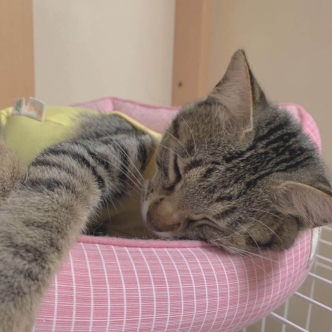 山田菜々美のインスタグラム：「. 🐈ジャス🐈 . #猫　#ねこ　#cat #お眠り　 #あくびの瞬間撮れたのはレア🥨」