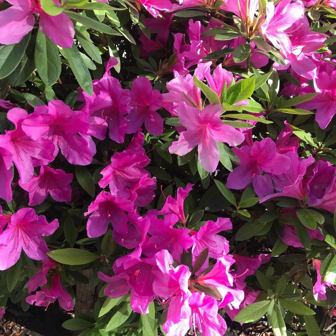 柊木里音さんのインスタグラム写真 - (柊木里音Instagram)「何気ない幸せってほんと足元にある気がする🌺 . . . . #ツツジ #お花見 #お散歩 #綺麗 #植物 #flowerstagram . . .」4月24日 16時09分 - hiiragi_rion