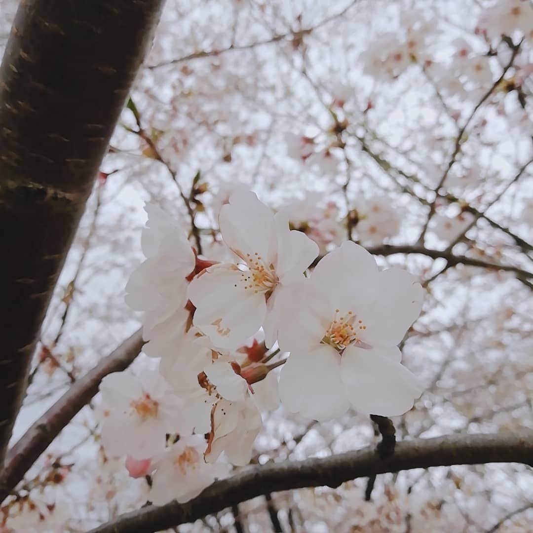天野里咲さんのインスタグラム写真 - (天野里咲Instagram)「#さくら🌸 　#桜🌸　#さくら #桜」4月24日 16時09分 - amanorisa520