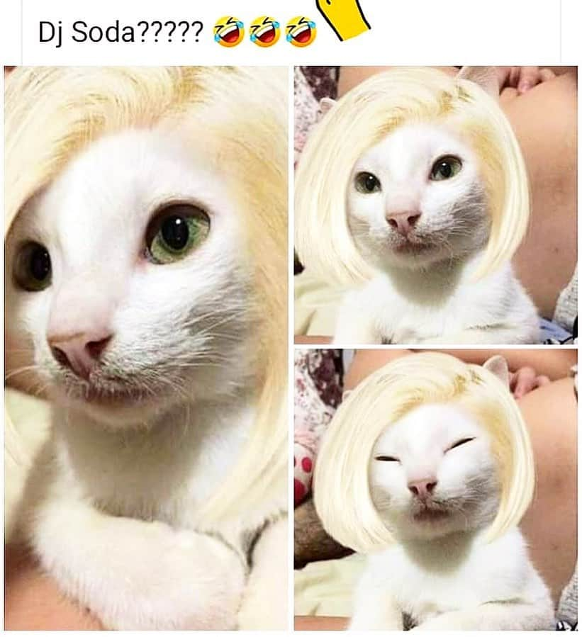 Dj Sodaさんのインスタグラム写真 - (Dj SodaInstagram)「DJ소다 고양이...👩🏼 DJ SODA CAT VER.😹」4月24日 16時36分 - deejaysoda