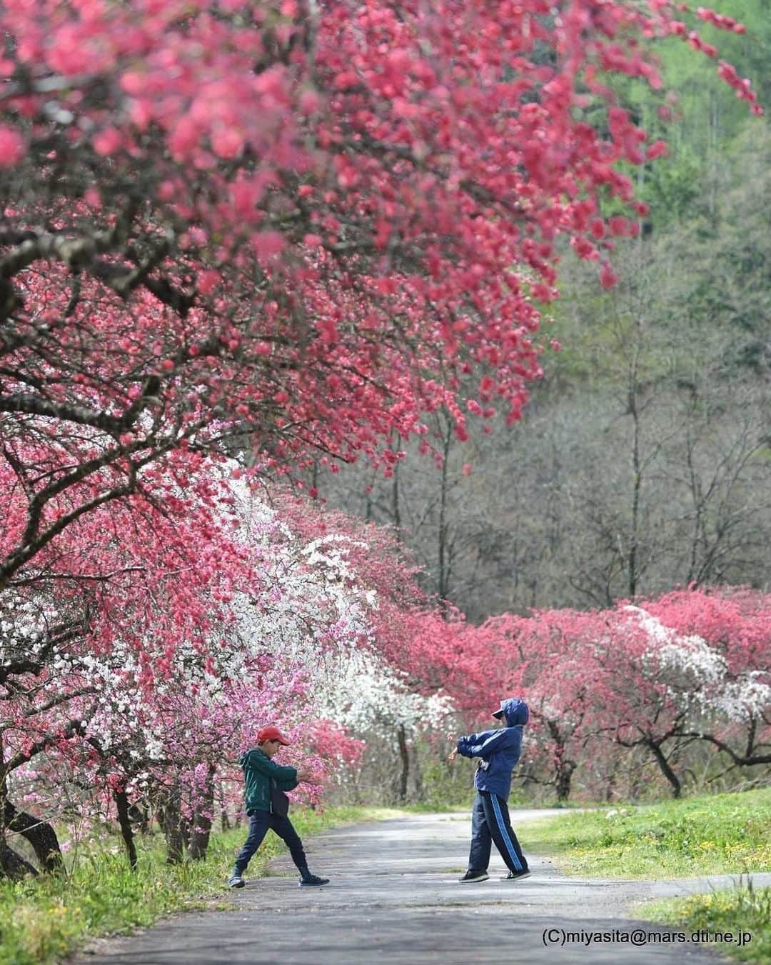 ?長野県 観光 公式インスタグラム さんのインスタグラム写真 - (?長野県 観光 公式インスタグラム Instagram)「//﻿ Photo by @beer1353﻿ ﻿ Yori no Ichiri Hanamomo﻿ (Ueda City)﻿ ﻿ The peach blossoms of Takeishi Yori no Sato announce the arrival of spring in Ueda.﻿ ﻿ Normally just a quiet path in a mountain village, at this time of year around 2,000 peach trees vividly blossom forth.﻿ ﻿﻿ ==========﻿ ﻿ 春の小径﻿ 「余里の一里花桃」﻿ （よりのいちりはなもも）﻿ ＠上田市﻿ ﻿ 武石余里の里に春を告げる﻿ 「武石余里の一里花桃」🌸﻿ ﻿ 普段は静かな山間の﻿ 小さな集落の小径を﻿ 約2000本の花桃が﻿ 鮮やかに染め上げます✨ ﻿ (今年のお出かけはお控えください。) ﻿ ーーーーーーーー ﻿ ﻿ Location /Ueda City, Nagano, Japan ﻿  #おうちでながの  #おうちで過ごそう #長野のいいところ  #余里の一里花桃  #上田市﻿」4月24日 17時01分 - nagano_japan